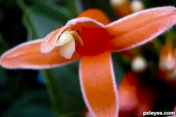 Orange flower